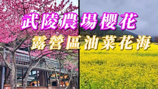 武陵農場賞櫻及油菜花海｜雪山登山口天空之鏡
