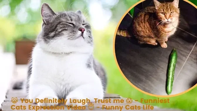 😱 It's To LAUGH When Watching This Video Of The FUNNIEST CATS On Earth 😱  - Funny Cats Life
