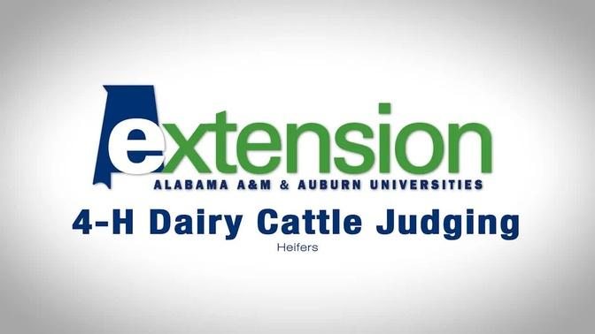 4-H Dairy Cattle Judging: Heifers