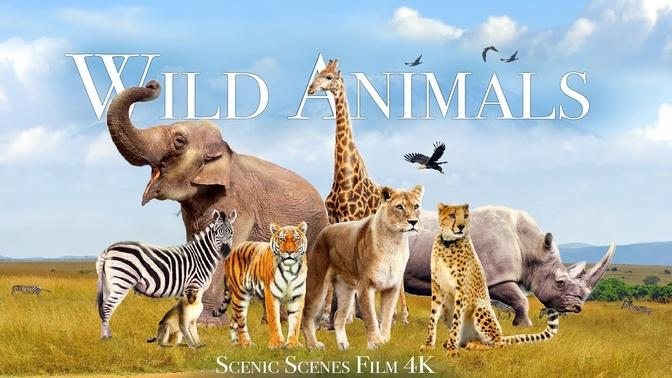 Amazing Scene of Wild Animals In 4K - Scenic Relaxation Film - Part 2 ...