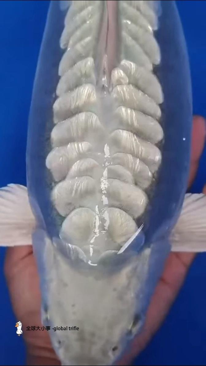 [問卦] 有人知道這甚麼魚嗎?感覺像透明的~