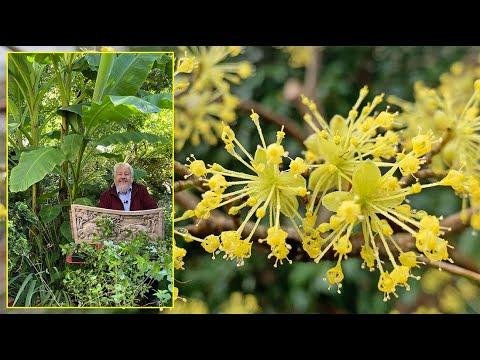 CORNOUILLER MÂLE ET OFFICINAL ARBUSTES À FLEURS POUR LA FIN DE L’HIVER. Le Quotidien du Jardin N°424