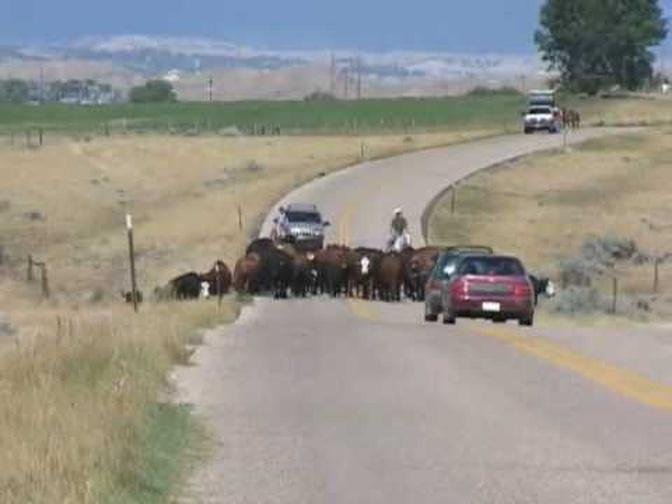 Modern Day Cattle Drives