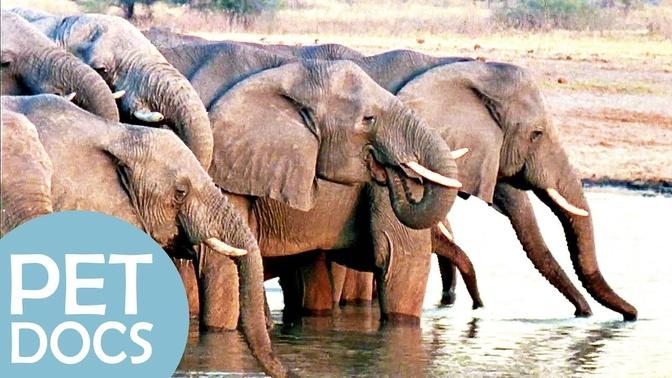 Elephants: Family for Life | My Animal Friends | Pet Docs