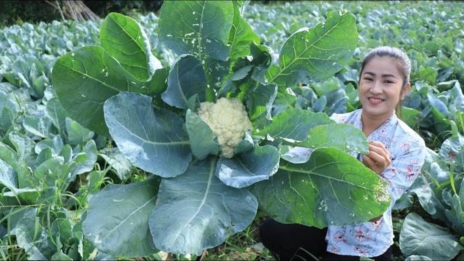 Beautiful Cauliflower Farm In My Village _ Cauliflower Recipe _ Cooking ...