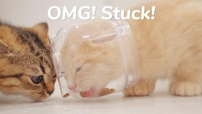 Hungry Cat Get Stuck In Food Jar - Day 72 @ Baby Kittens Day 1 to Day 100 Lucky Paws Vlogs