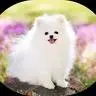 Cute Pomeranian