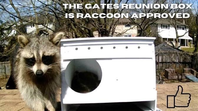 Mother Raccoon Decides Our Box Is Her New Home | Videos | Gates ...