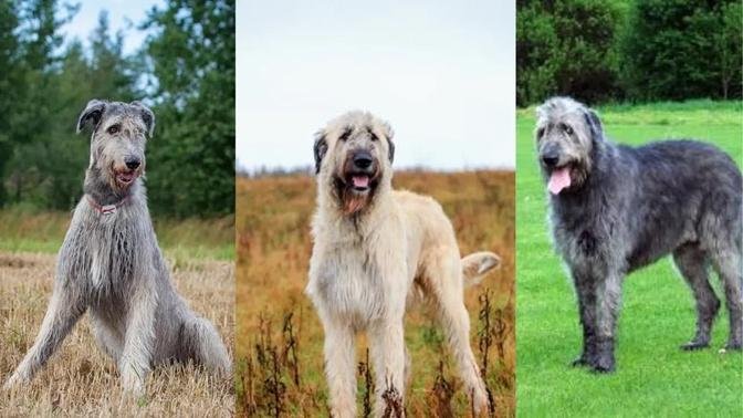 Irish wolfhound | Funny and Cute dog video compilation in 2022.