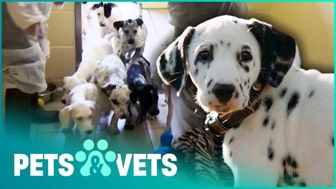 Sick Little Puppy Reunited With Brothers And Sisters | Dog Tales | Pets & Vets