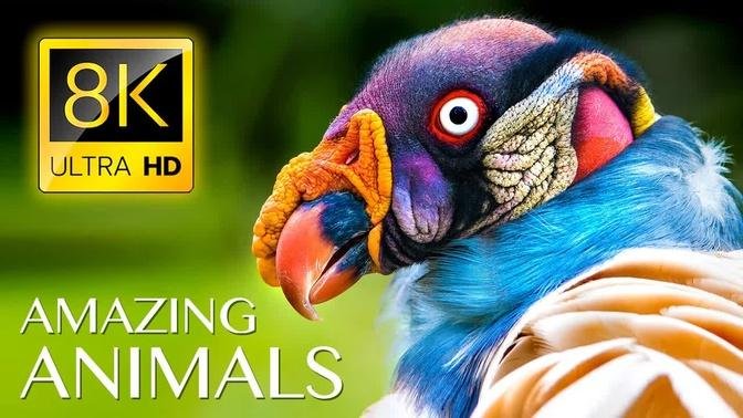 Amazing Wild Animals 8K ULTRA HD • Nature Sounds Relaxing Music with Birds Chirping