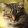 Viral Cat