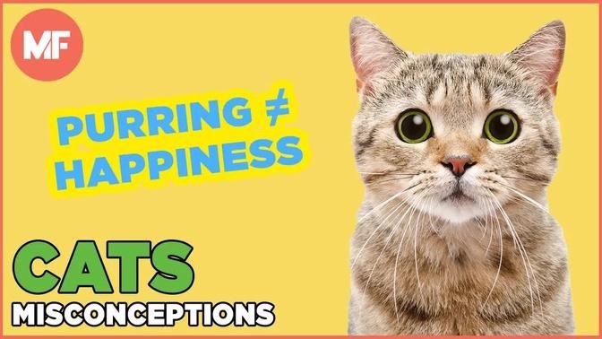 Misconceptions About Cats