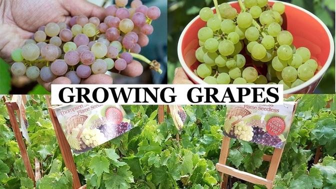 How to Grow Grapes, Complete Garden Growing Guide For Grapes