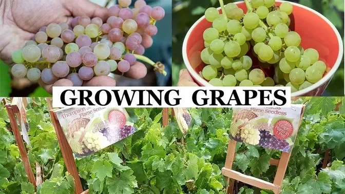 How to Grow Grapes, Complete Garden Growing Guide For Grapes