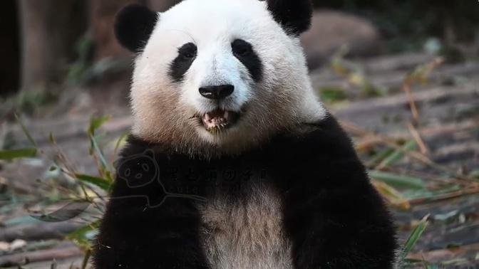 Panda HE HUA: Being cute (02/23)