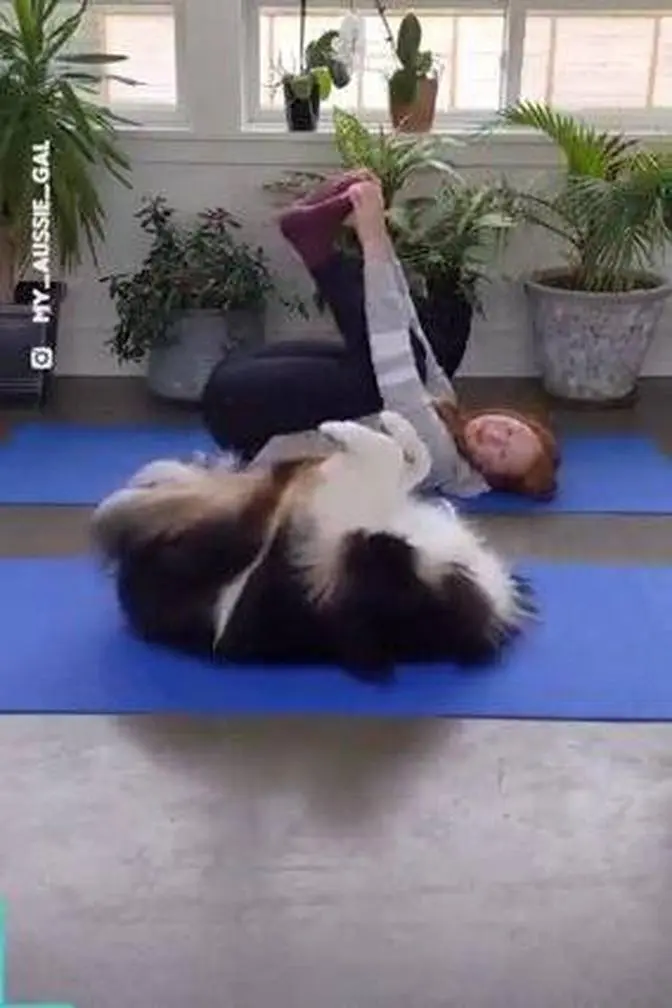 This adorable Australian Shepherd loves nothing more than yoga with her