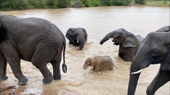 💦💦 Elephants 🐘🐘 swimming happily in the rain💦💦