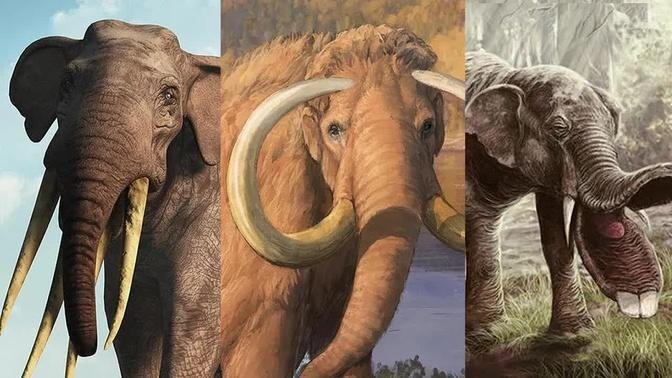 The Evolution of the Elephant