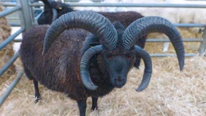 15 Sheep You Won't Believe Actually Exist
