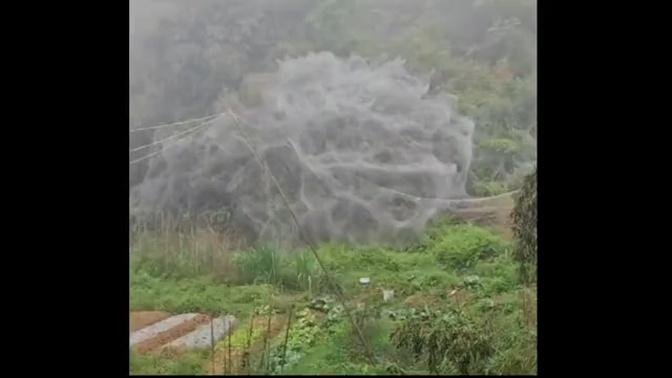 近日，福建泉州德化縣的山坡上一夜之間出現巨幅的蜘蛛網，有30多平米。｜ #大紀元新聞網
