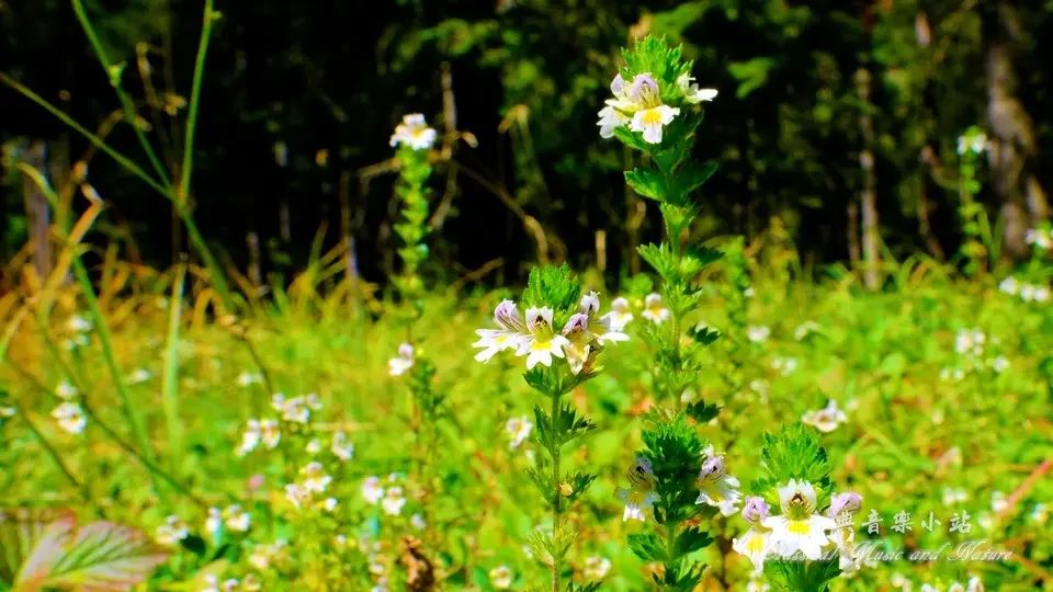 Rimsky-Korsakov: Tale of Tsar Saltan - Flight of the Bumblebee