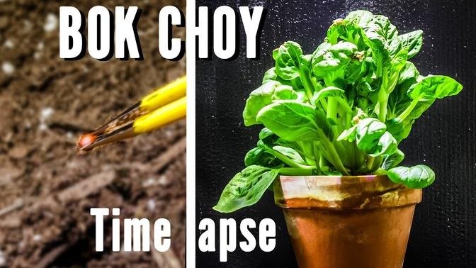 Growing Bok Choy from Seed in 40-Day Time Lapse