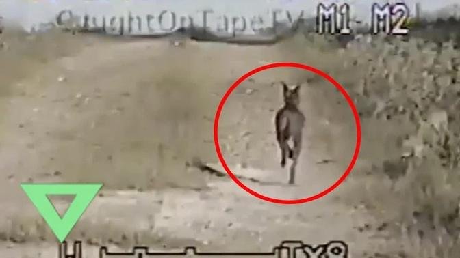 5 Mythical Creatures Caught On Camera | Videos | Strange True Stories ...