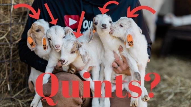 Quintuplet Goats? Is That Even Possible?