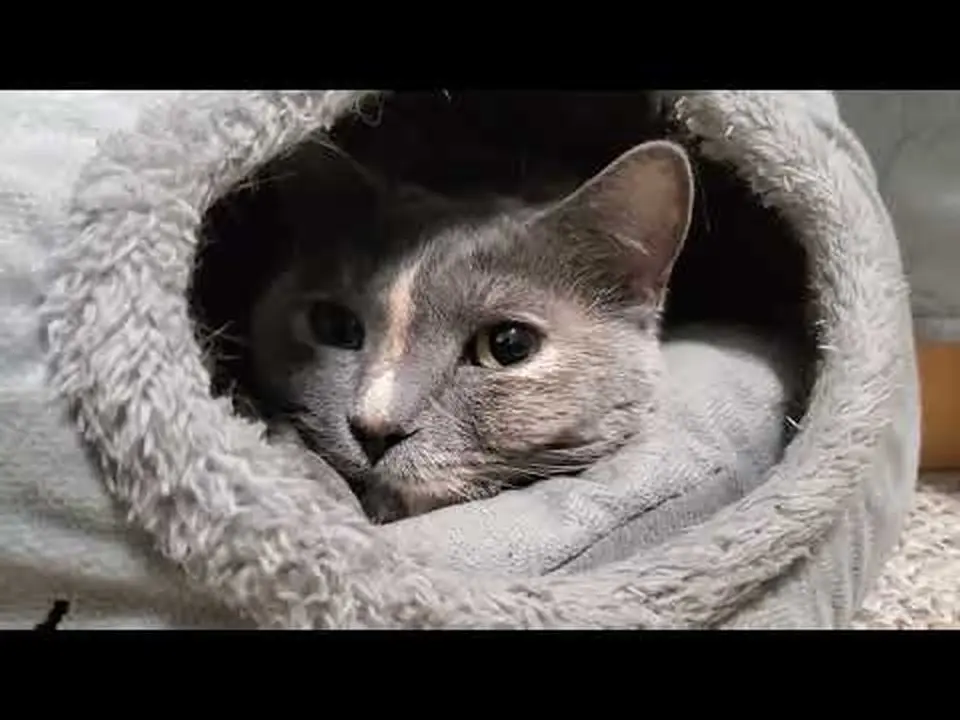 Tsuki's Sunday Shenanigans and Snoozing