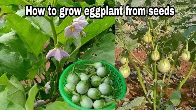 How to grow eggplant from seeds at home / Growing eggplant from seeds till harvest by NY SOKHOM