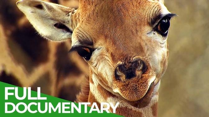 Baby Animals Discovering Their World - Episode 4 - Free Documentary Nature