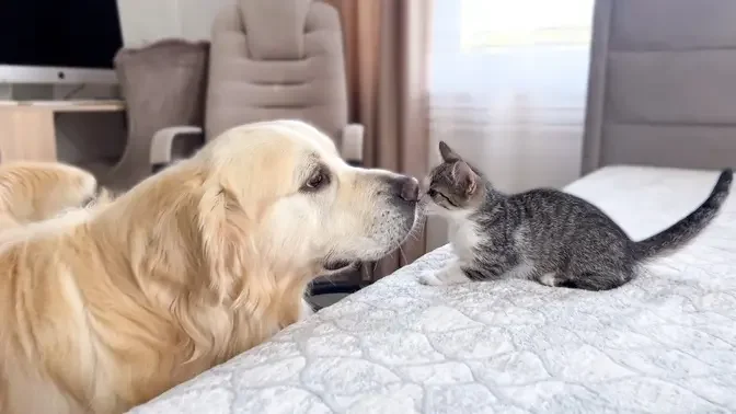 Golden Retriever Meets Funny Kittens