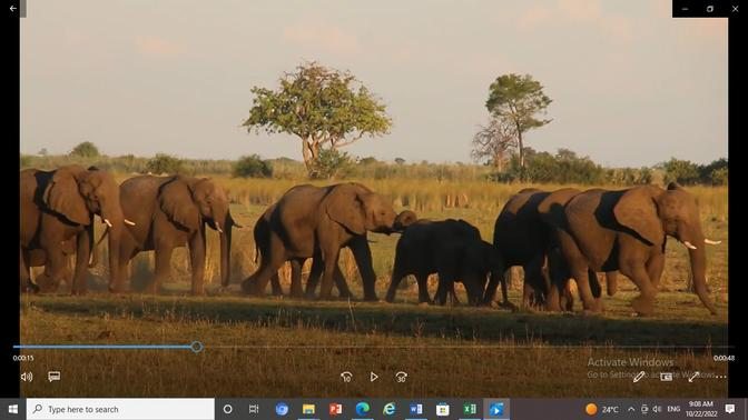  An Elephant Herd on the run