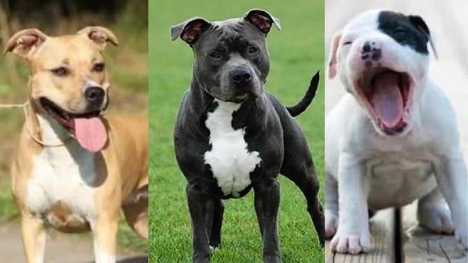 American staffordshire terrier | Funny and Cute dog video compilation in 2022.