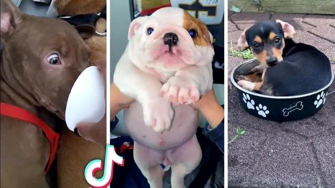 Funny & Cute DOG Videos! 🐶 (Best Compilation) 🐶