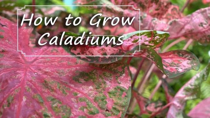 Caladium Care || Planting-Growing-Storing Bulbs