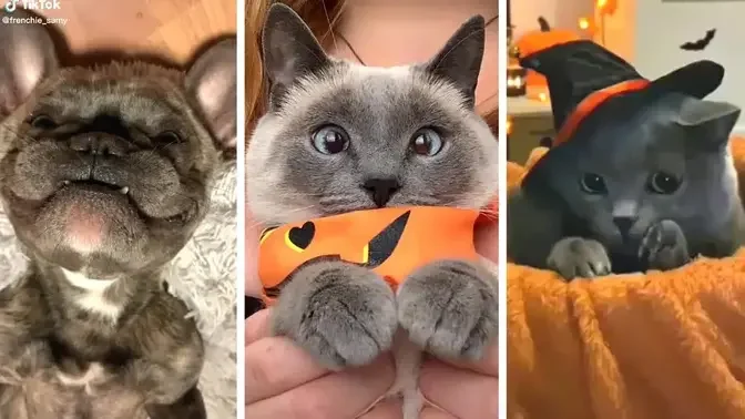 Funny DOGS & CATS ! 🎃 (Cute ANIMALS Compilation)