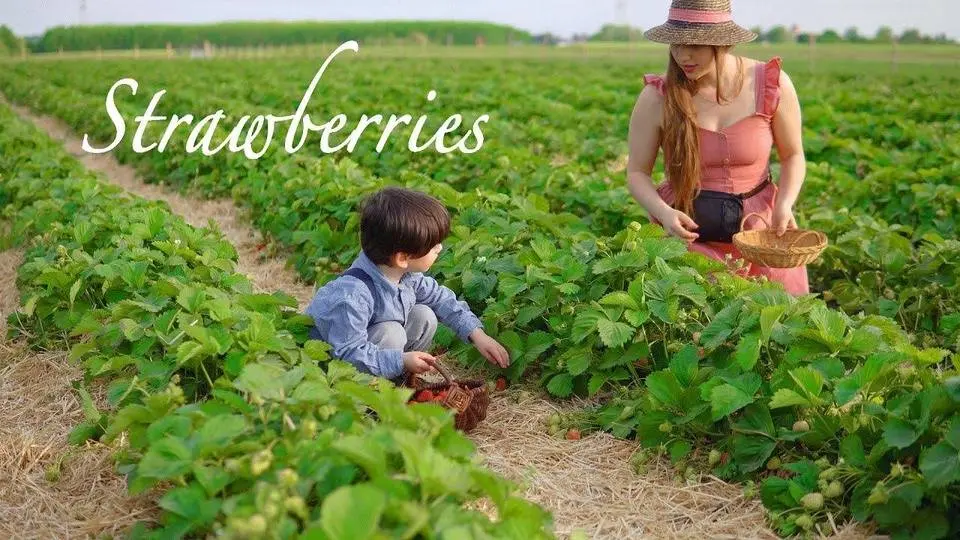 Strawberries – a sweet summer fruit – relaxed day in village life