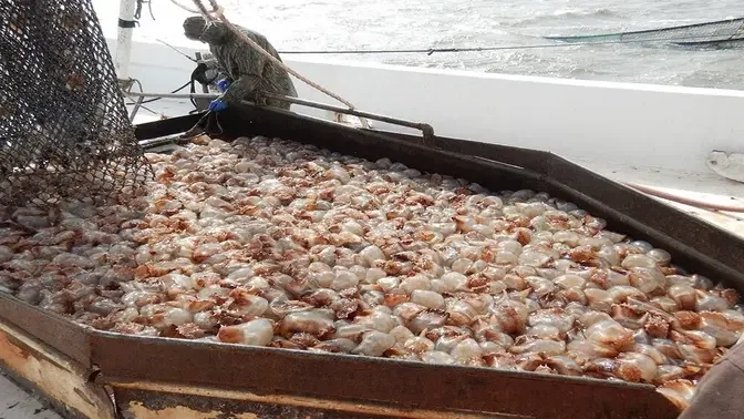 Amazing JellyFish Harvest Skill - Jellyfish fishing & Jellyfish Processing canned for export