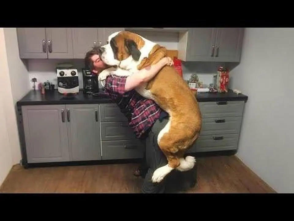 When Your Big Dog Truly Believes That He's a Baby! 🤣 Funny dog videos 2024