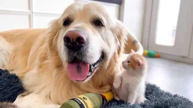 Cute Baby Kitten Loves a Golden Retriever