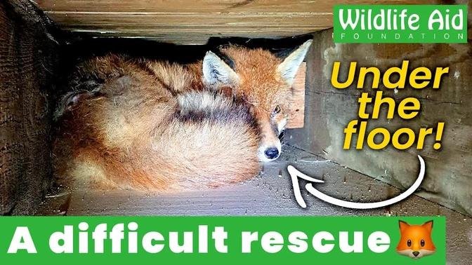 Trapped fox hides UNDER THE FLOOR!