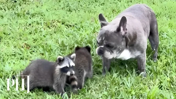 Adorable Baby Raccoons Look Up to Dog as 'Dad'