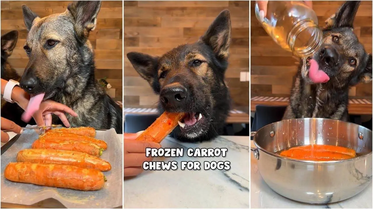 Frozen Carrot Chews For Dogs Recipe🥕🐶