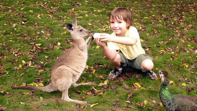 Baby Animals