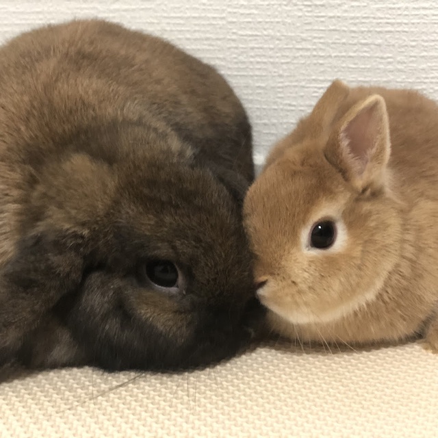 手乗りサイズのむちむち赤ちゃんうさぎ ネザーランドドワーフ