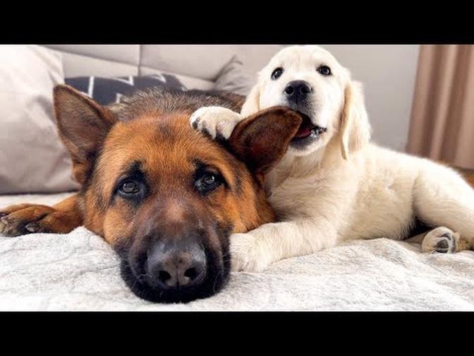 Golden Retriever Puppy Tries to Make Friends with German Shepherd