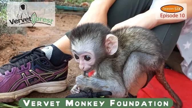 Orphan baby monkeys🐒 having fun, Taro meets new friends | Videos ...