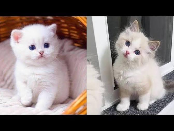 Baby Cats - Cute and 😂 Funny Cat Videos Compilation #17 __ Cutest ...